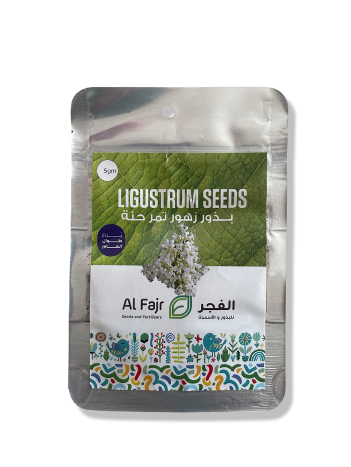 Ligustrum Seeds Al-Fajr (Ligustrum spp.)