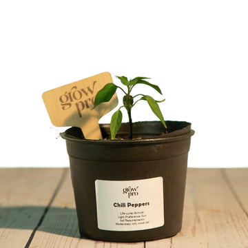 Chili Pepper Seedling - Growpro Egypt