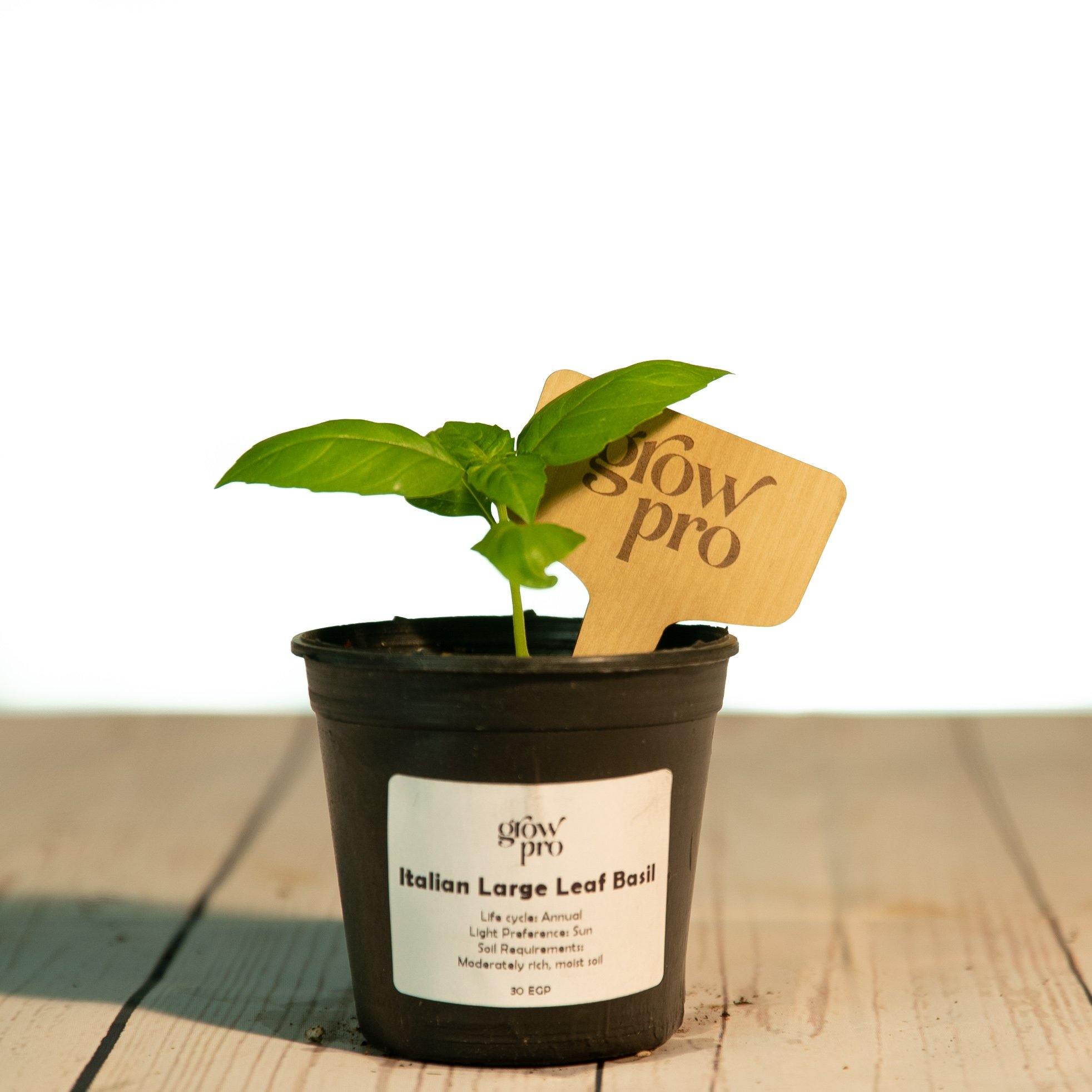 Italian Basil Seedling