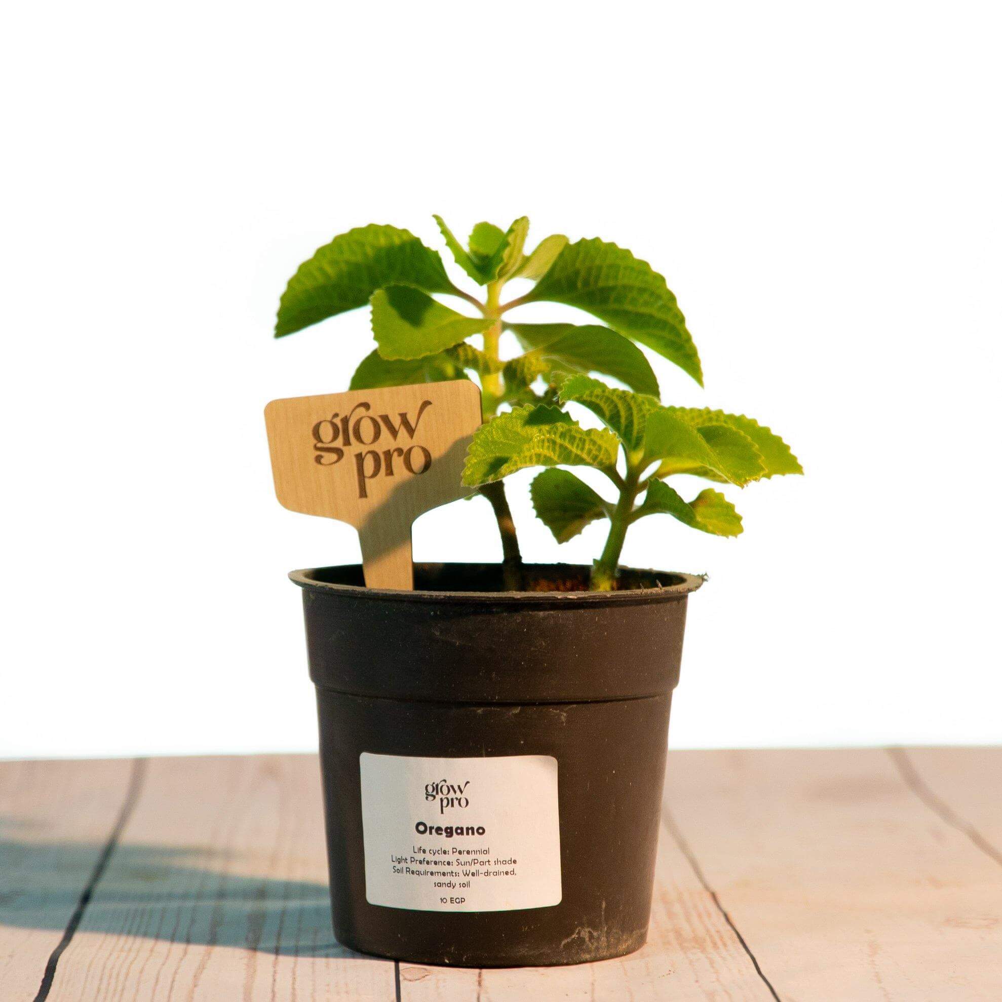 Cuban Oregano seedling