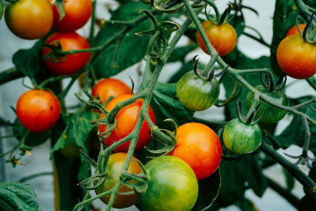 Cherry Tomato Care Guide - Growpro Egypt