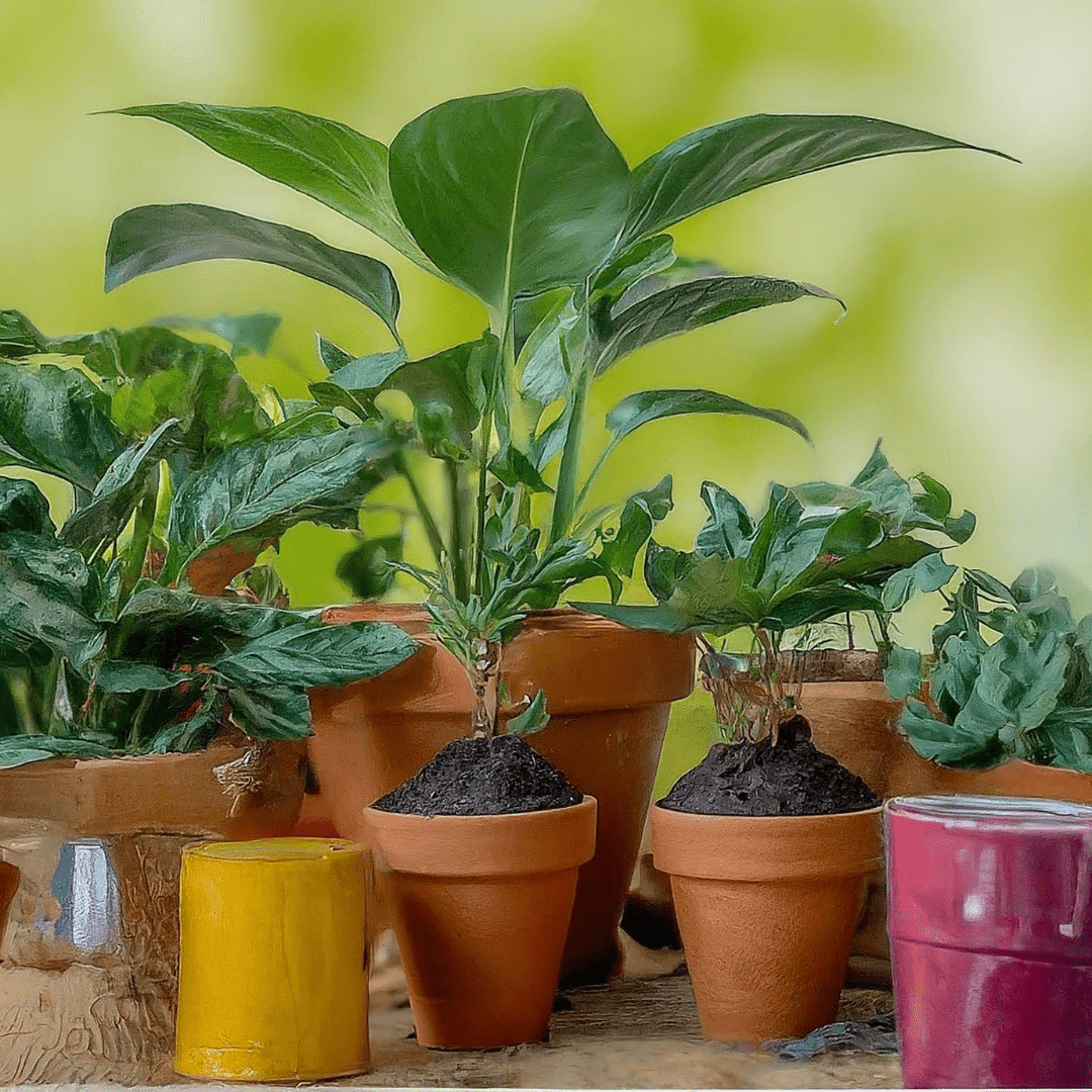 Tips to Choose Your Ideal Plant for Your Home