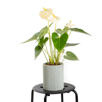 White Anthurium