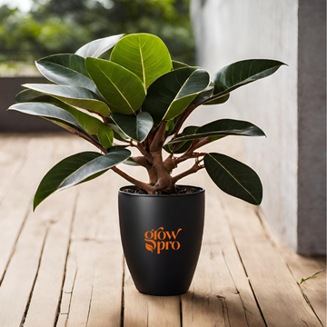 Ficus Elastica Outdoor Plant