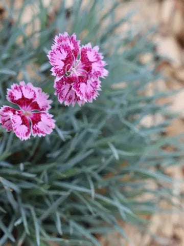 cloves seedling 15 cm
