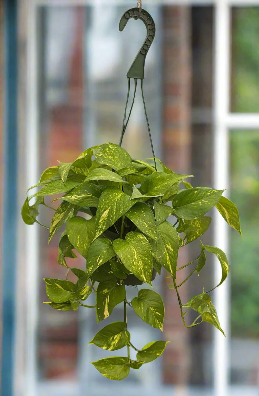 Golden Pothos indoor plant