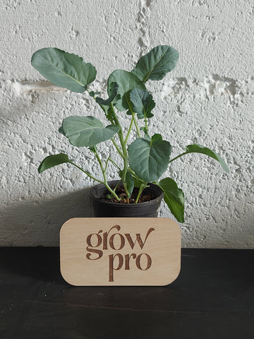 Broccoli seedling