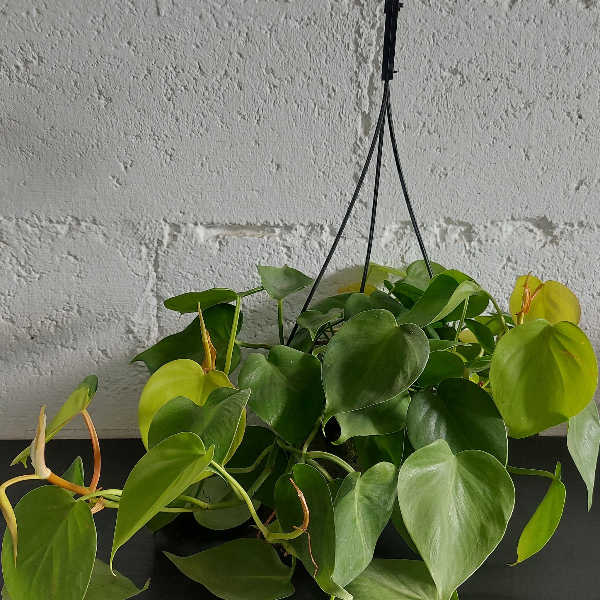 Green heart pothos indoor plant