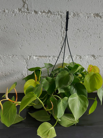 Green heart pothos indoor plant