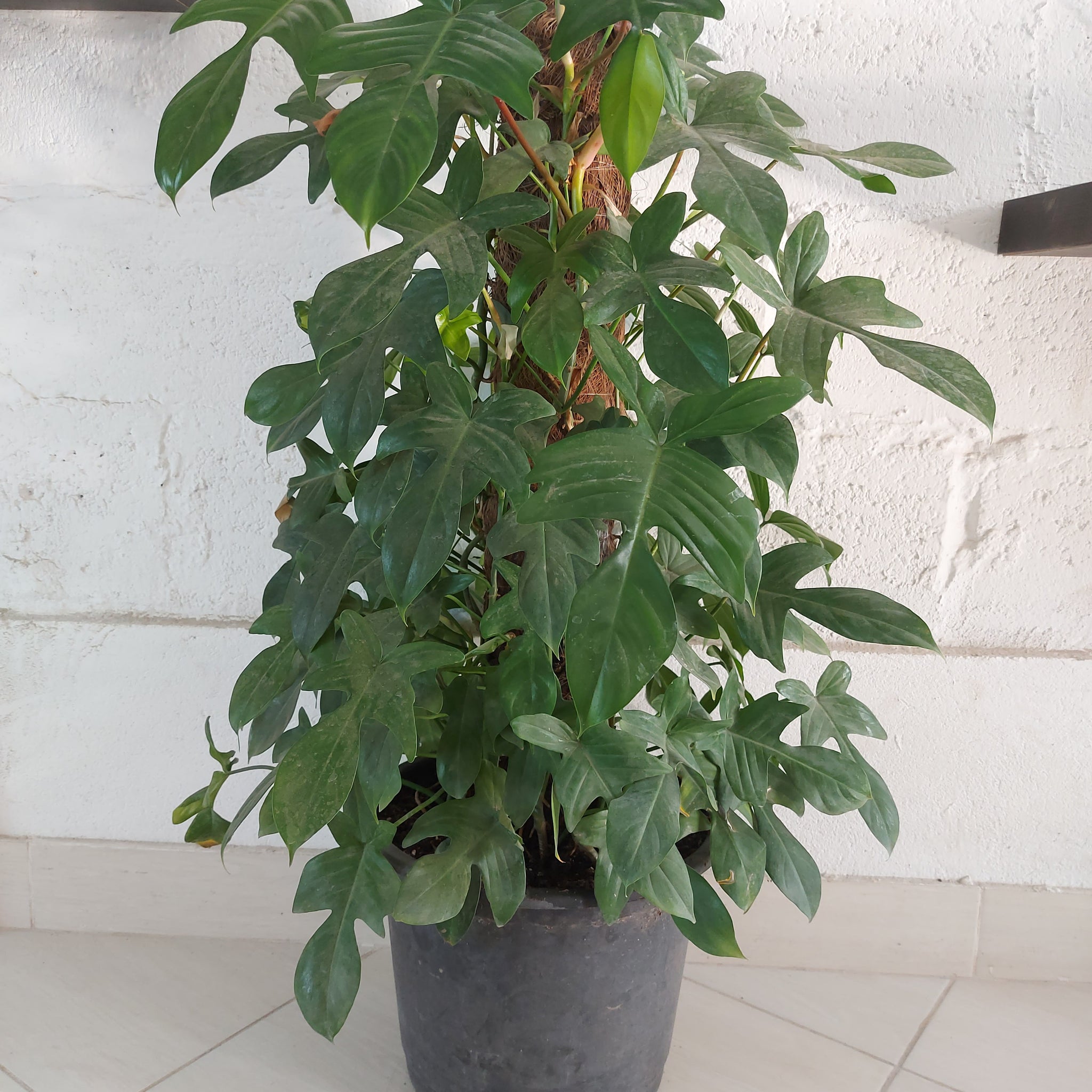 Philodendron Anthurium indoor plant