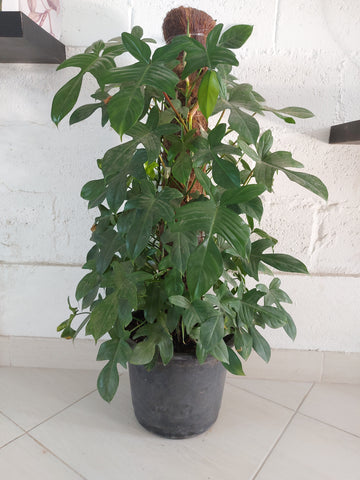 Philodendron Anthurium indoor plant