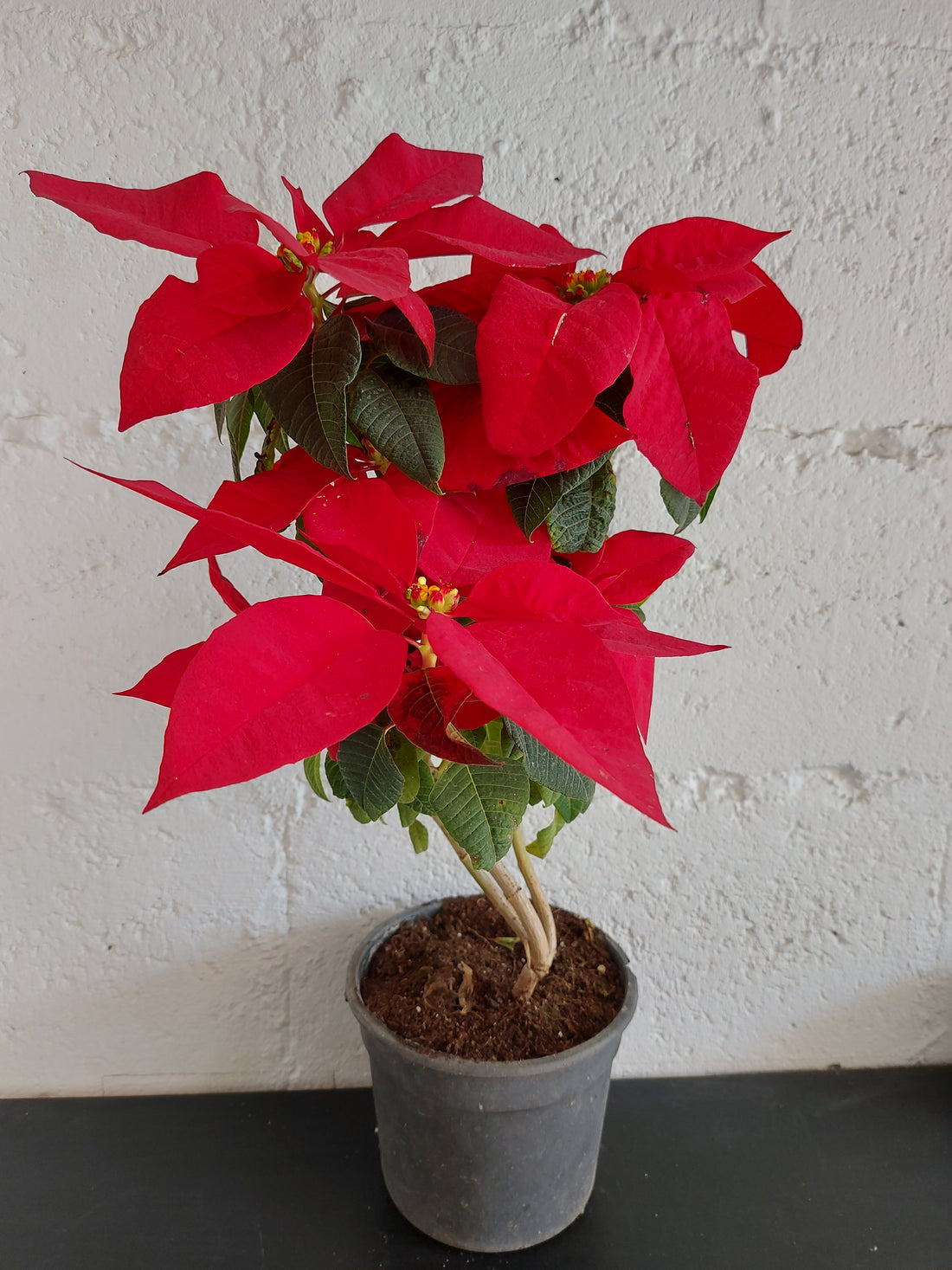 Poinsettia Tree