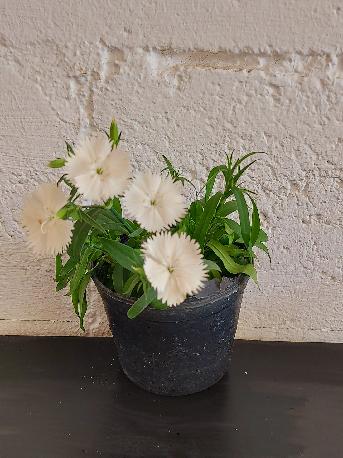 Chinese clove Flower