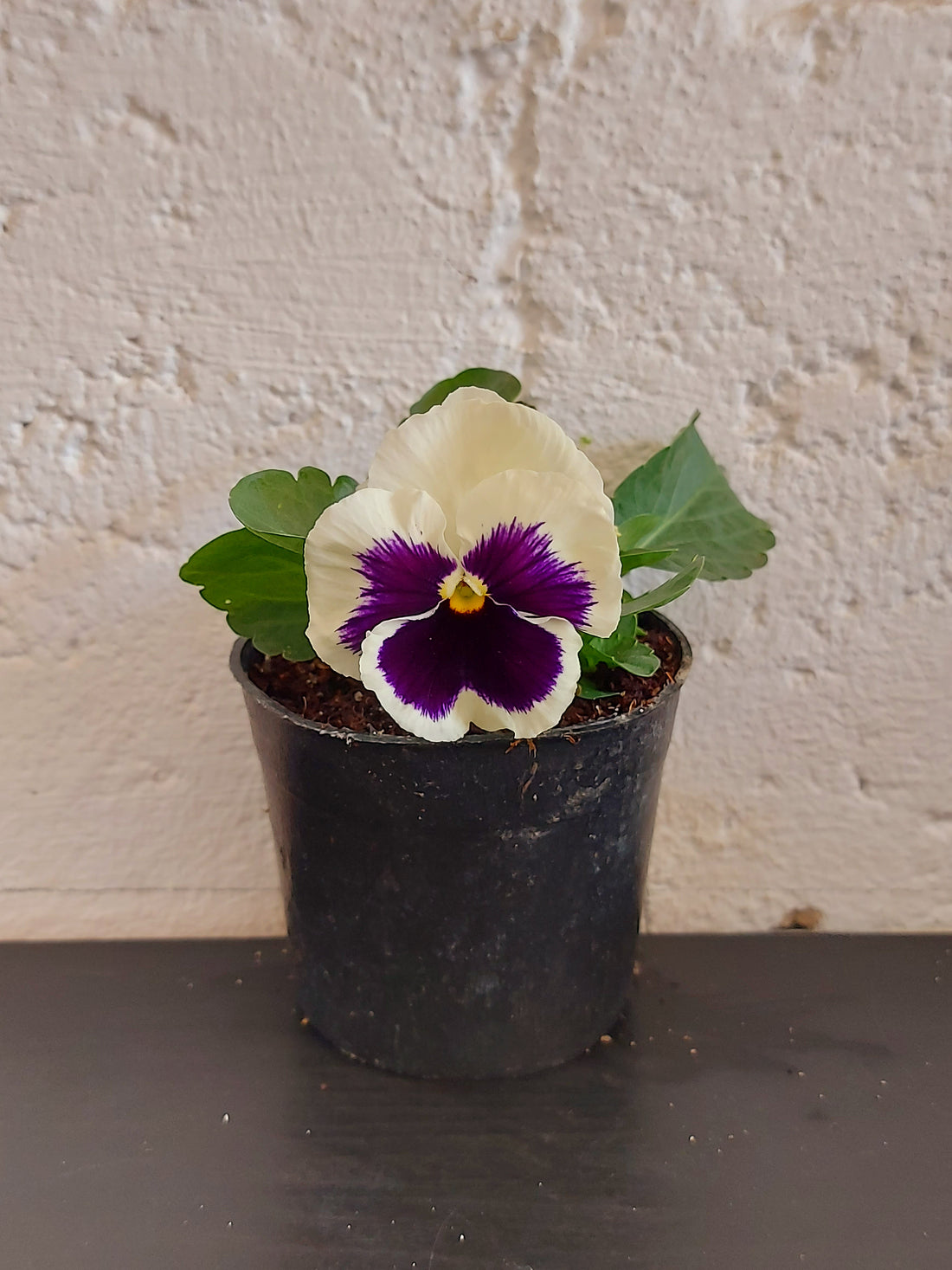 Pansy flower