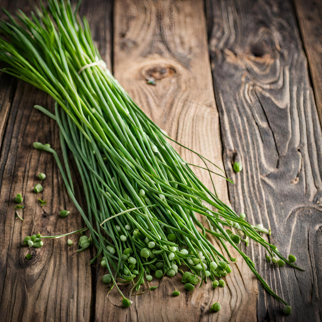 Chives Seedling - Growpro Egypt