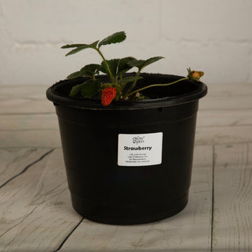 Strawberry Seedling