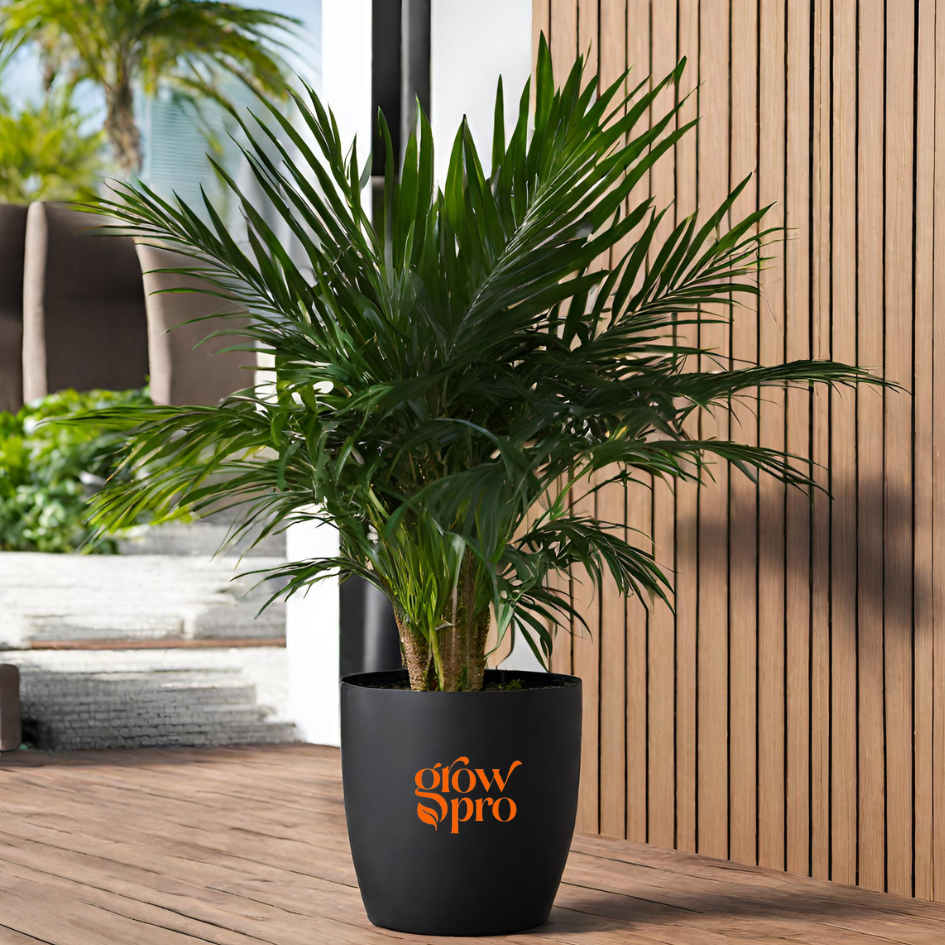 Areca Palm indoor Plant