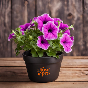 Petunia Flower