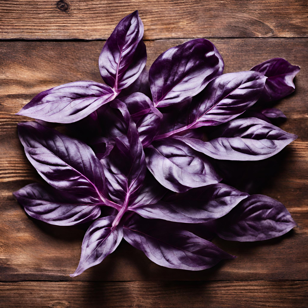 purple basil seedling, purple basil, basil, buy basil online, buy basil online egypt