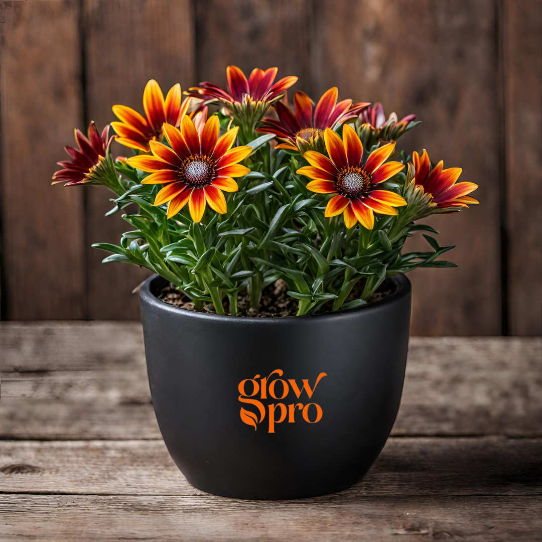 Gazania Flower