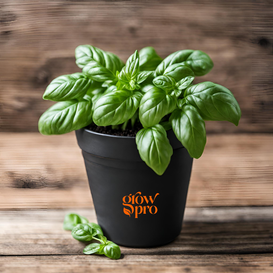 Genovese Basil Seeds