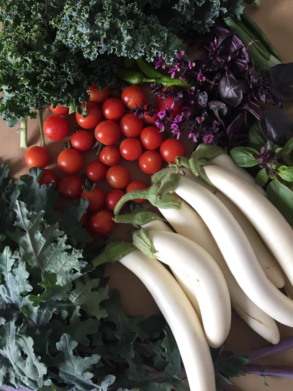 🌱Grow Your Own Food🌱 - Beginner Gardening Workshop