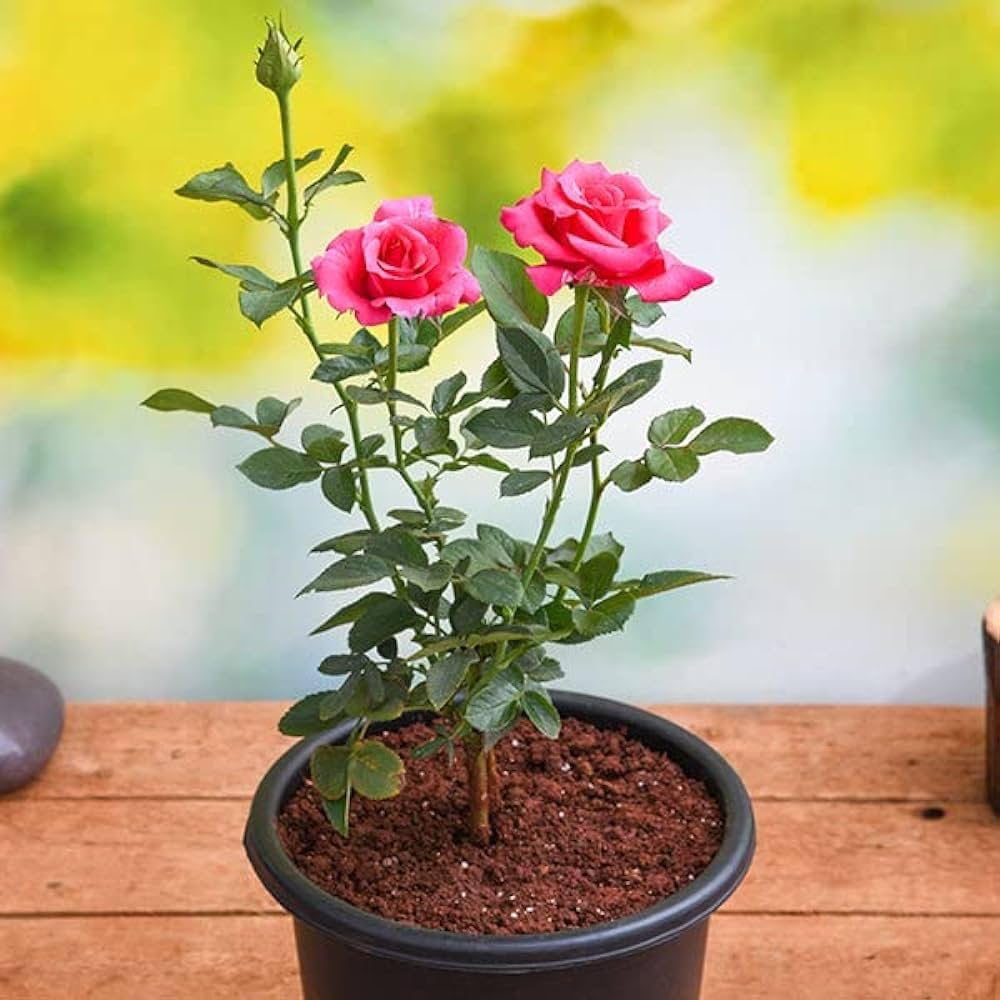 Fiery Rose
