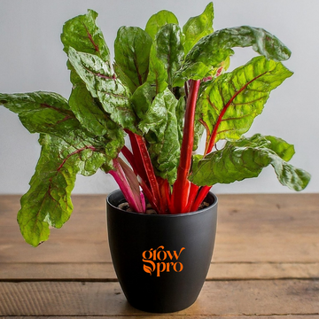 Ruby Chard Seeds