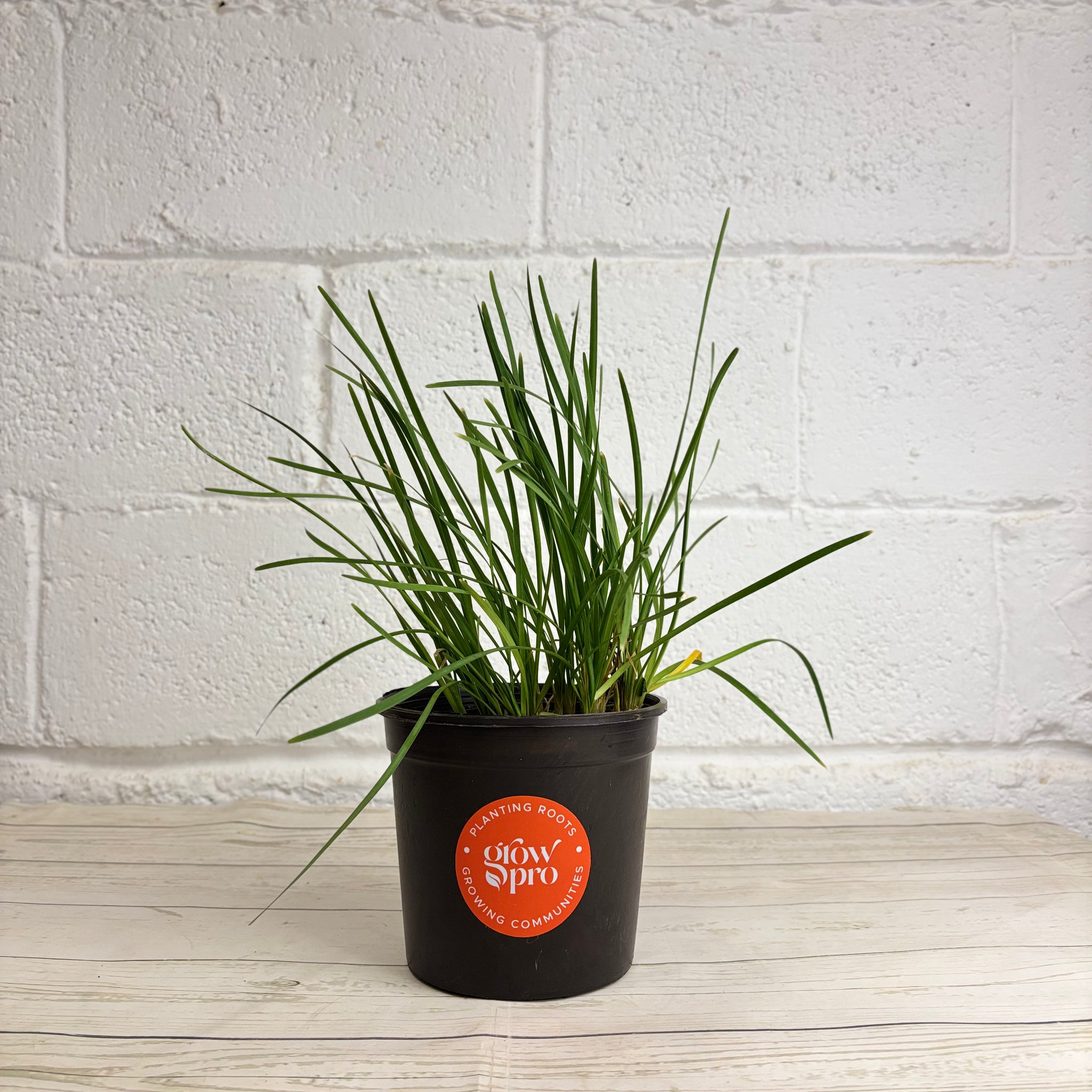 Chives Seedling (Allium schoenoprasum)