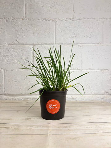 Chives Seedling (Allium schoenoprasum)