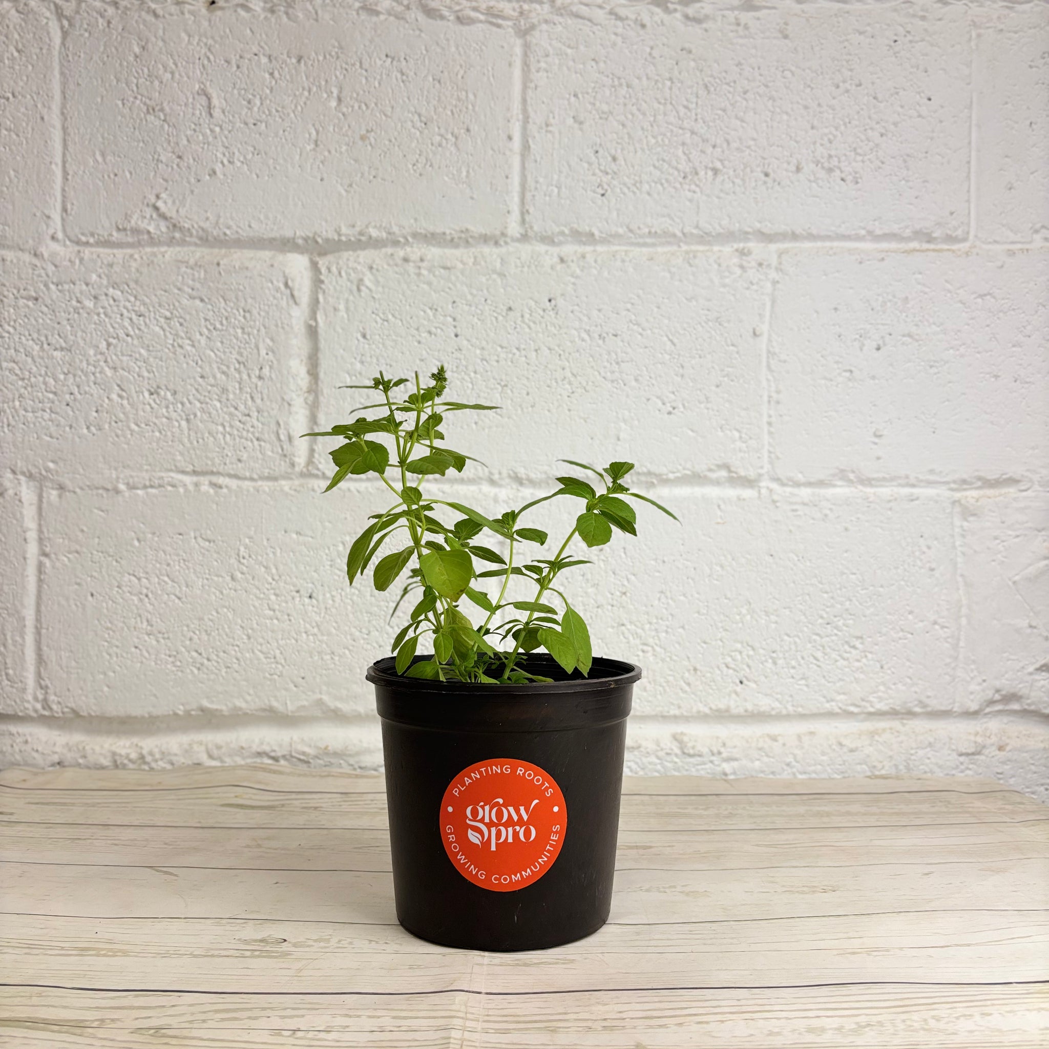 Lemon Basil Seedling