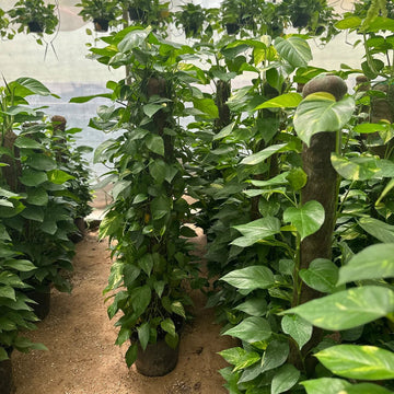 pothos Stick 1.5 m