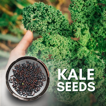 GrowPro Curly kale seeds