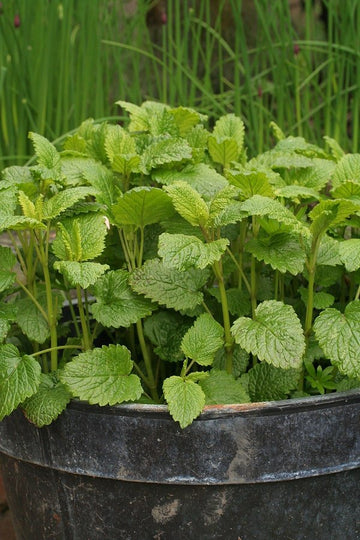 Melissia (Lemon balm) seeds