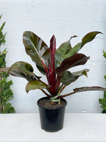 Red Imperial philodendron