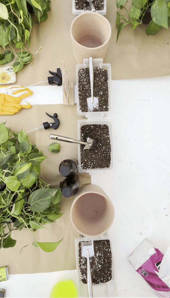 Beginner’s Guide to Houseplants