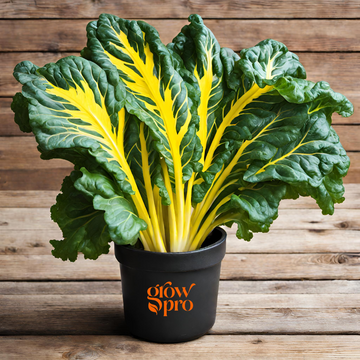 Bright Yellow Swiss Chard Seeds