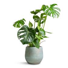Monstera indoor plant