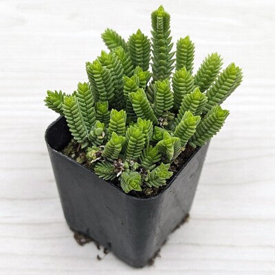 Crassula imperialis(Giant watch chain)