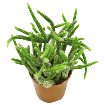 Hairy Rhipsalis (Rhipsalis pilocarpa)