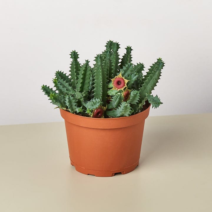 Huernia zebrina (Lifesaver)