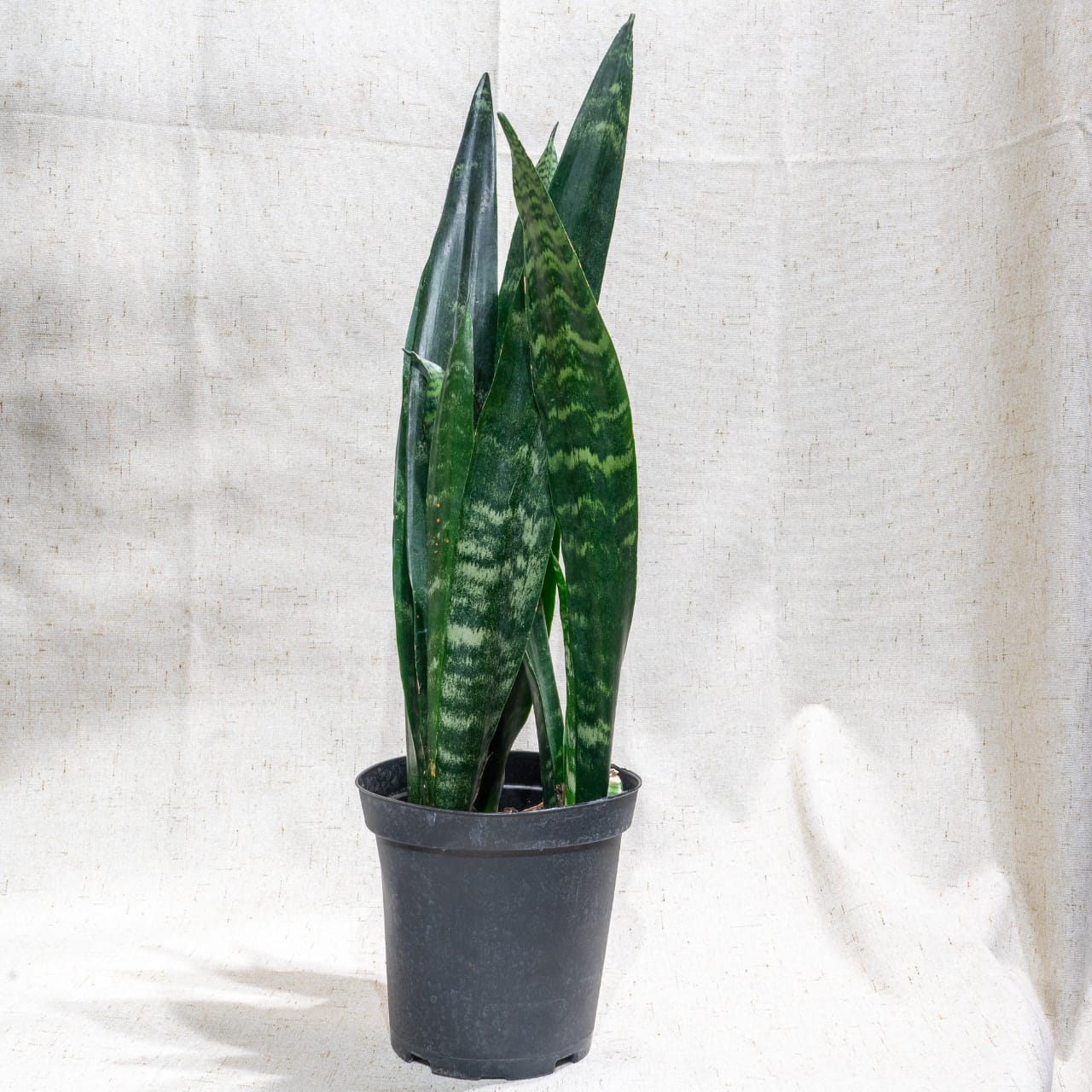 Sansevieria Trifasciata (Green)