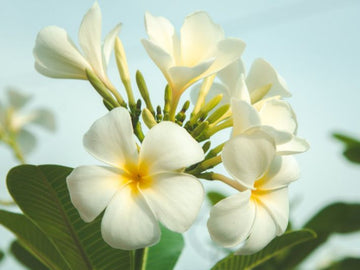 Indian Jasmine (Frangipani)