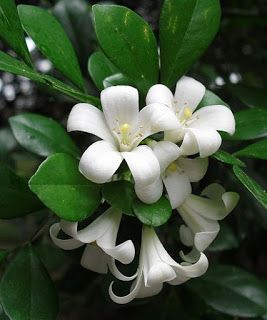Murraya paniculata