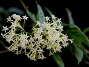 Night-Blooming Jasmine