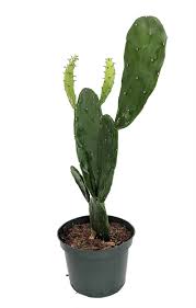 Prickly Pear