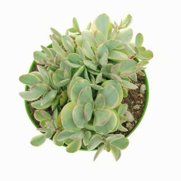 Flaming Katy (Kalanchoe blossfeldiana)