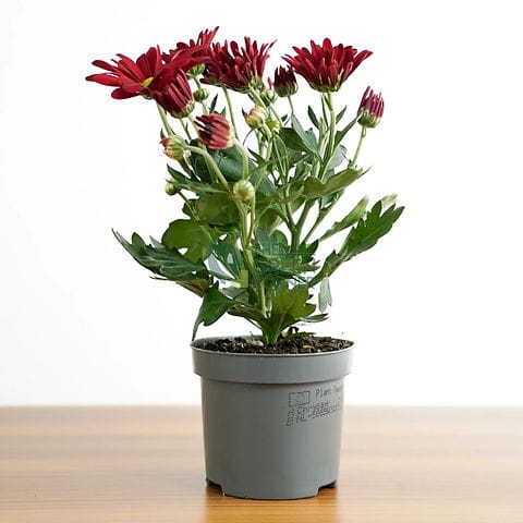 Chrysanthemum (Arola)