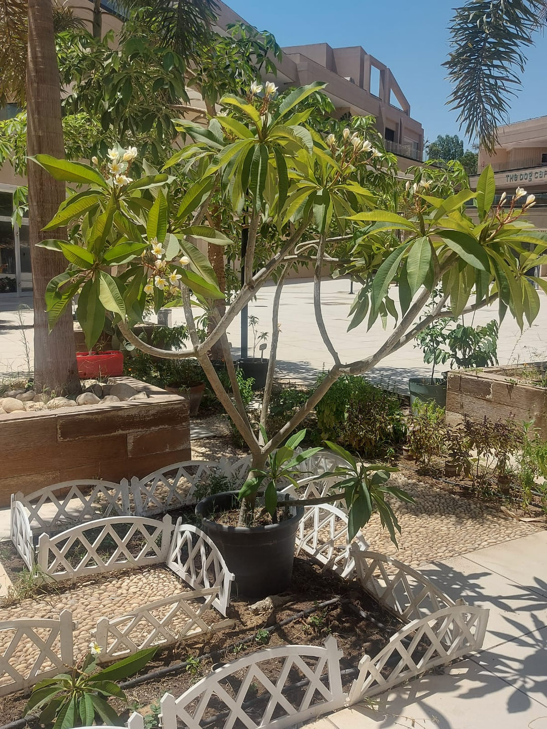 Indian Jasmine (Frangipani)