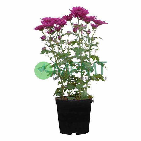 Chrysanthemum (Arola)